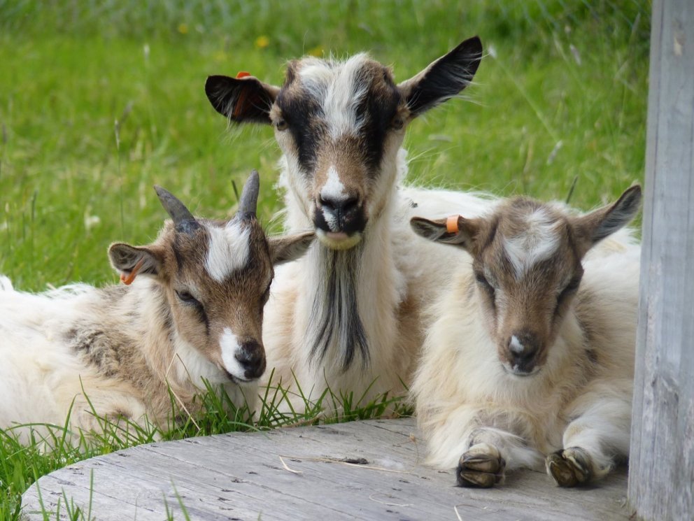 Sagan um geiturnar þrjár er aðeins betur þekkt en sagan um fjármálareglurnar þrjár. Myndin er frá Ge…